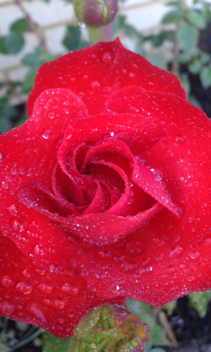 Roses