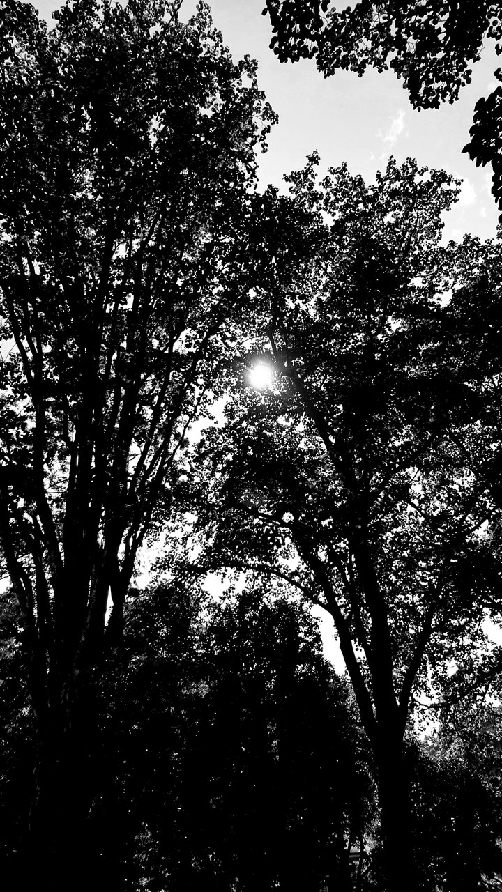 monochrome