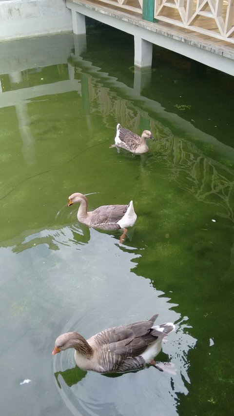 duck
