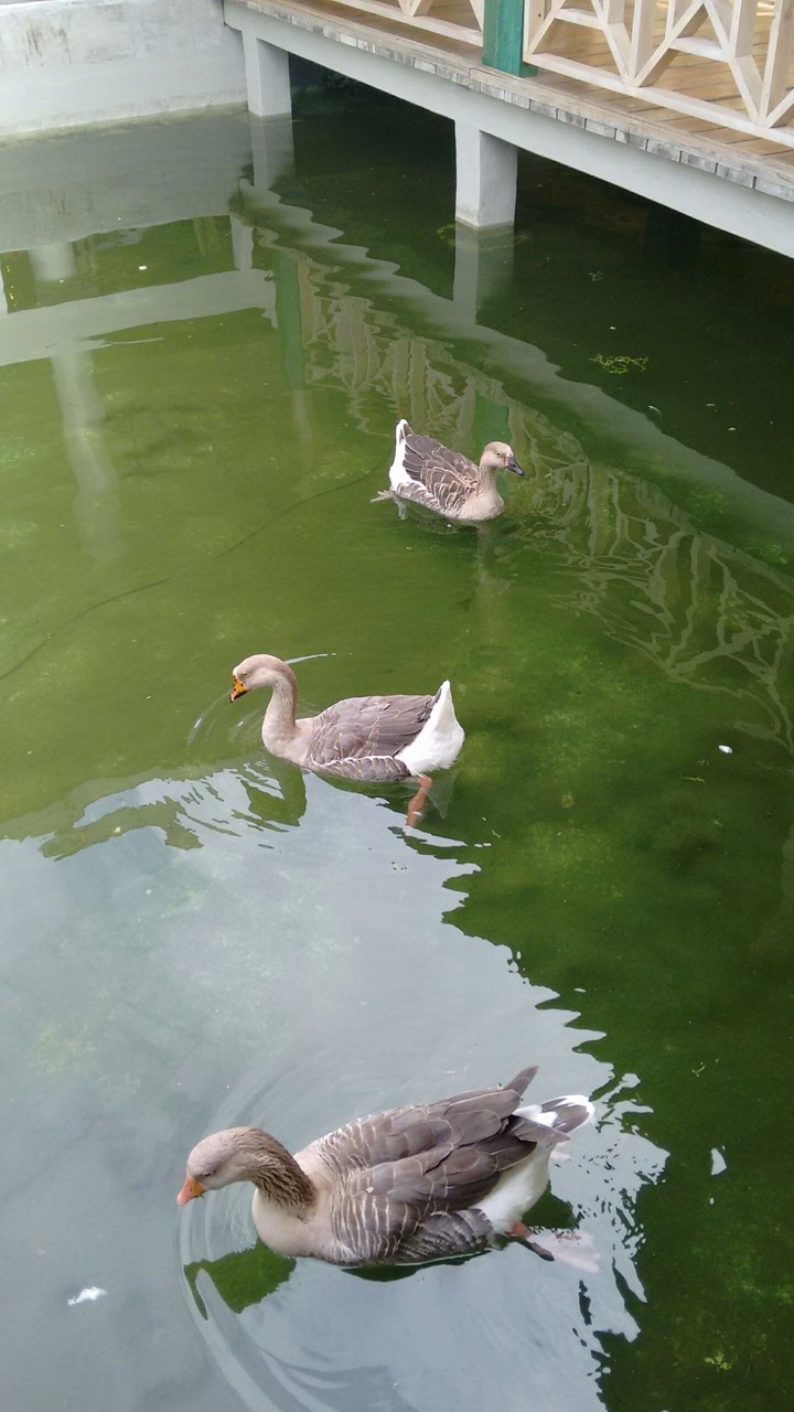 duck