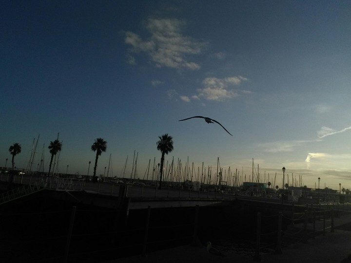 gull