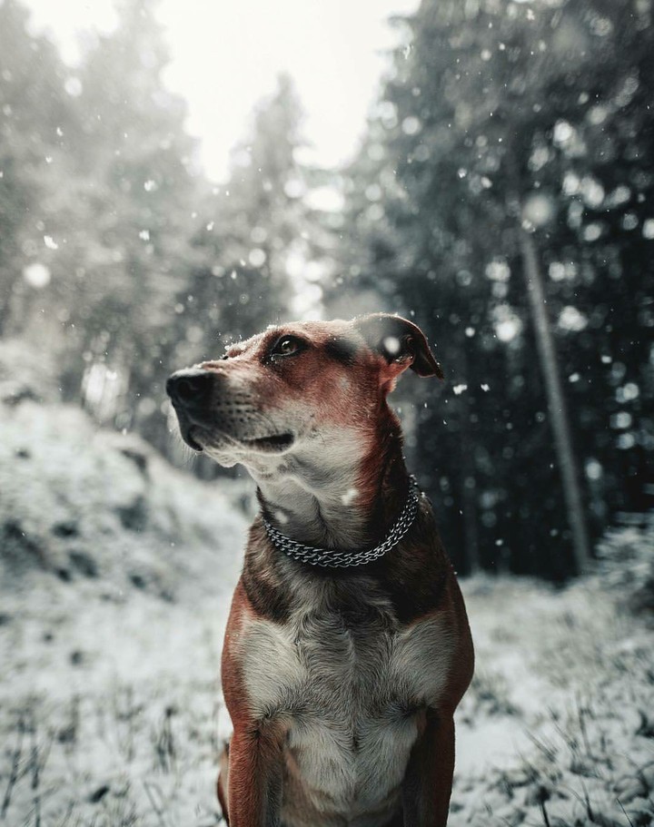 wild dog