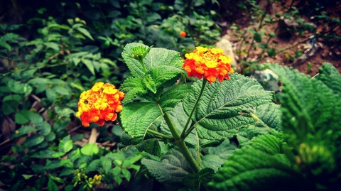 morning beauties