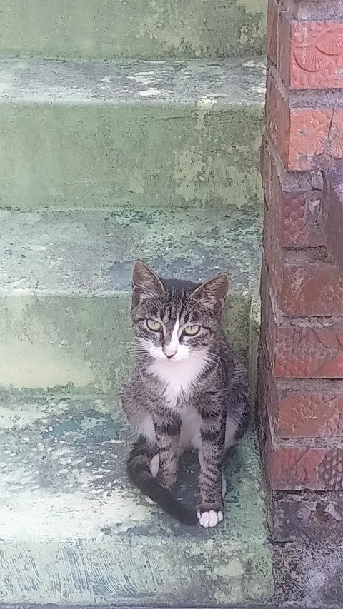 tapety cat, grey