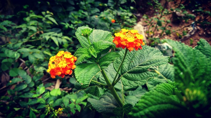 morning beauties