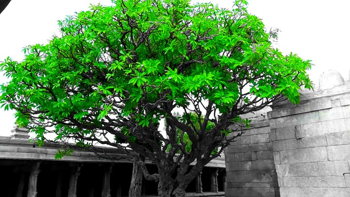 green