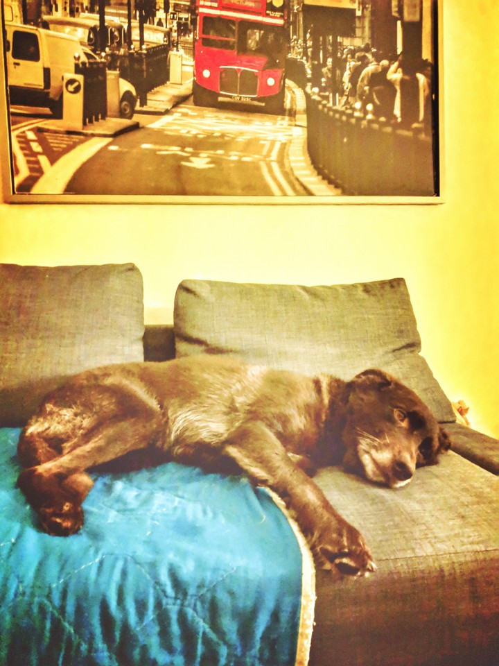doglife