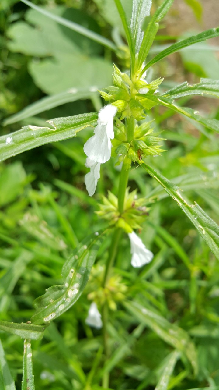 Green view