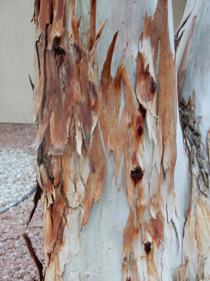 ragged old tree