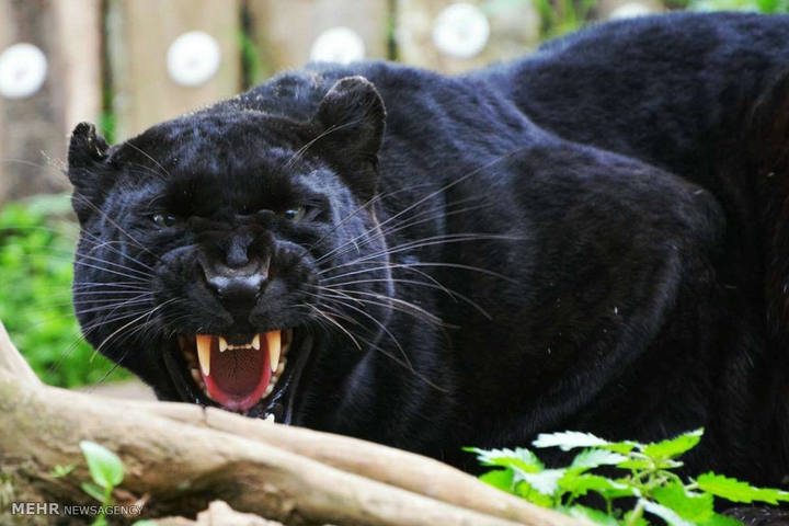 scary or pretty