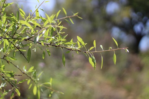 leaf