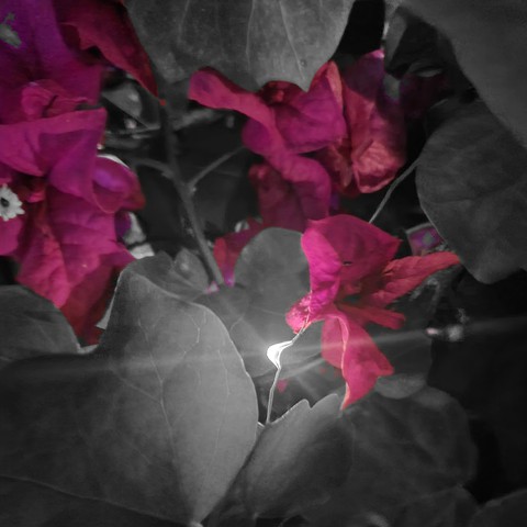 lights