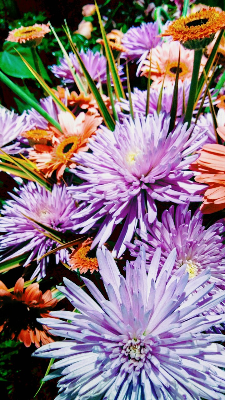 Flores de Holambra