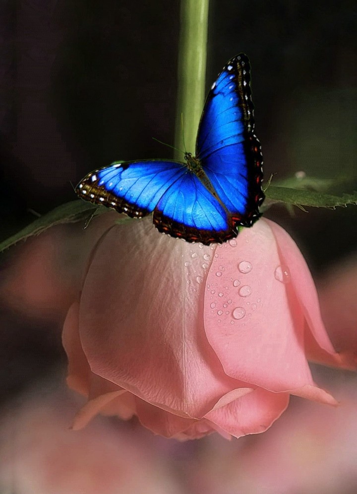 butterfly