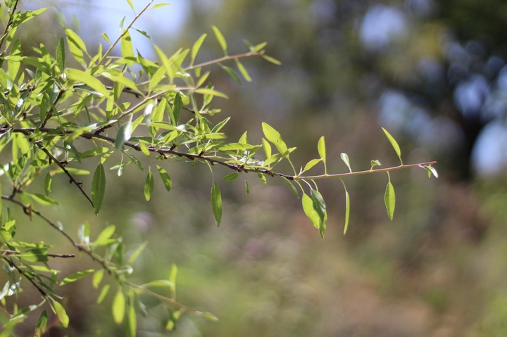 leaf