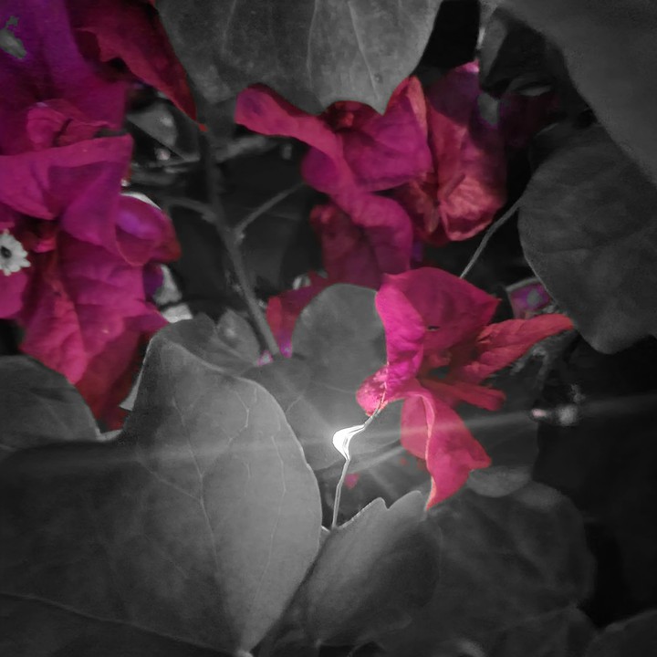 lights