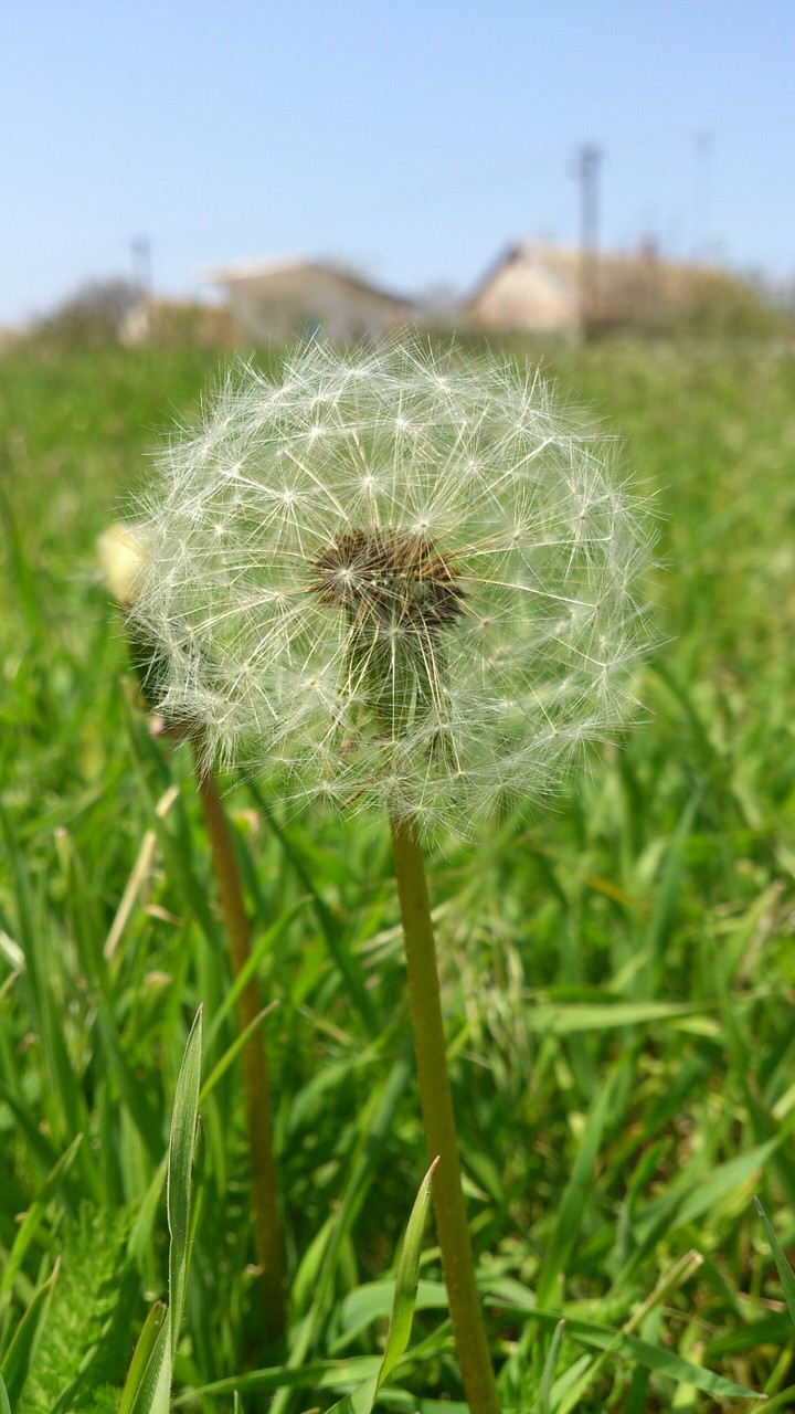 Taraxacum