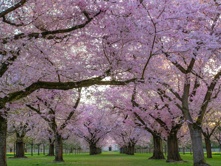 Cherry blossoms