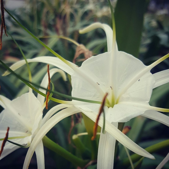 some flower