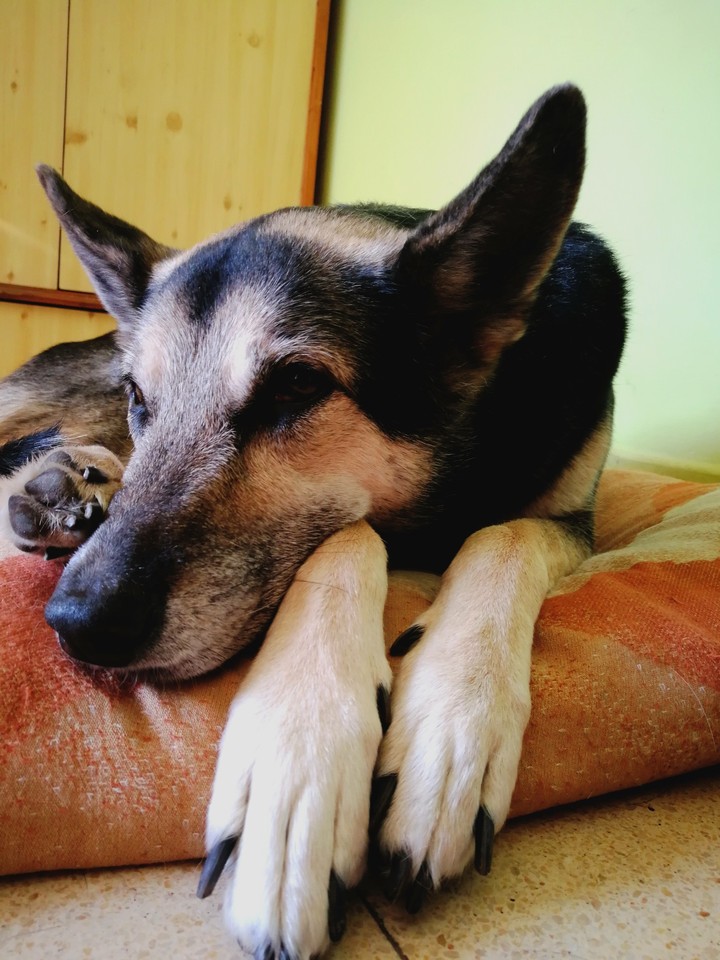 cute wolf dog