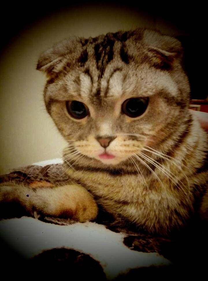 Кот