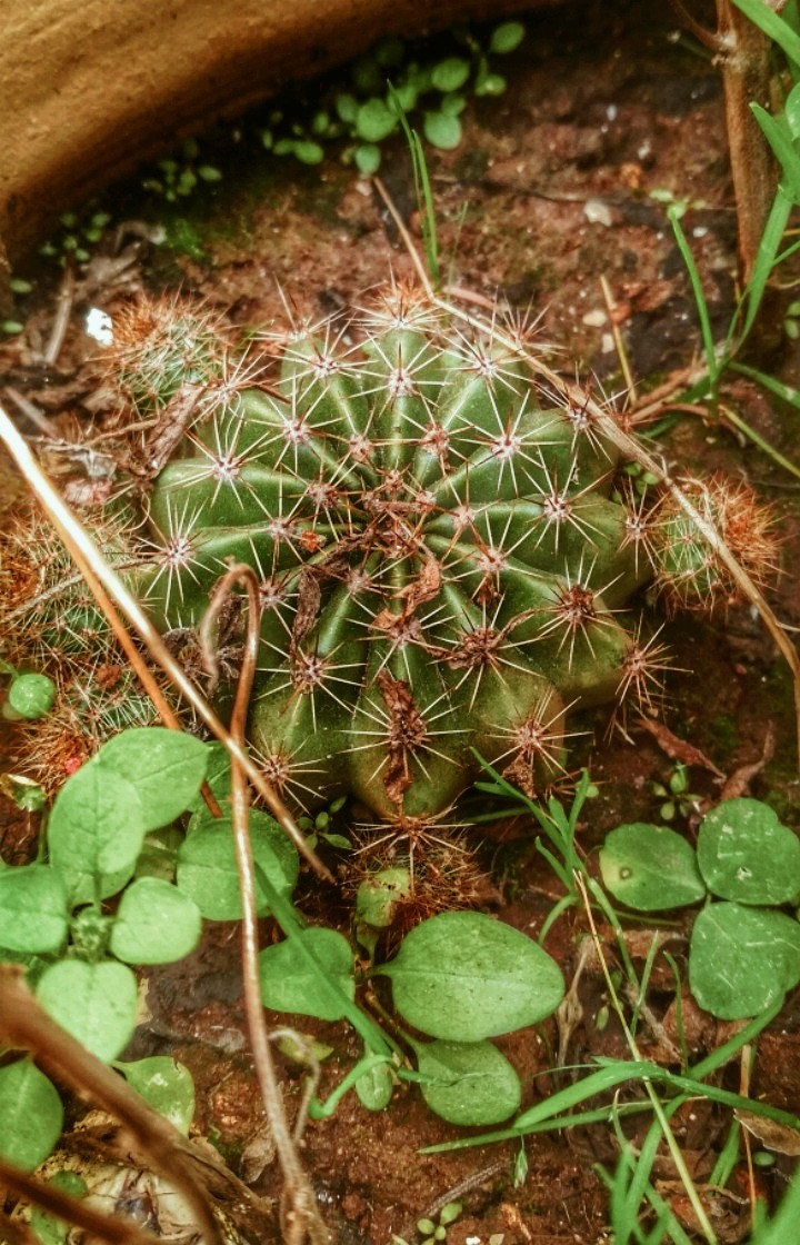 سبحان الله
