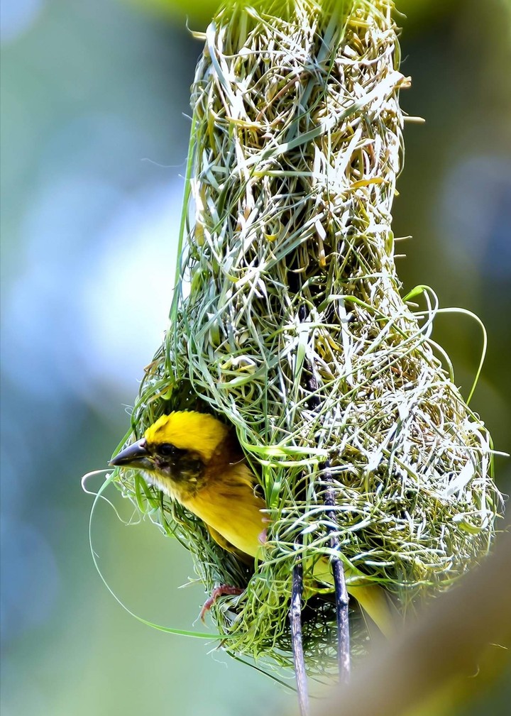lovely​ bird