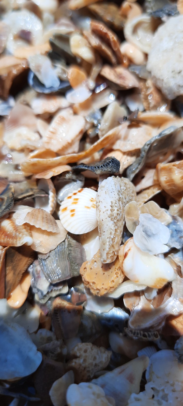 sea