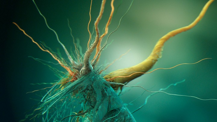 Bacteria Microphotography