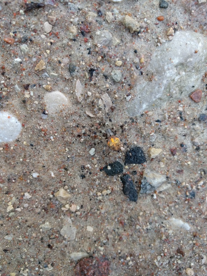 Spider