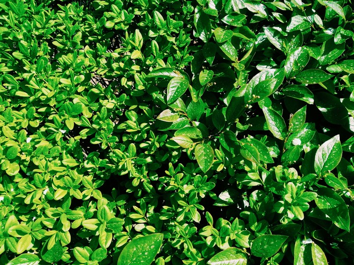 lush green