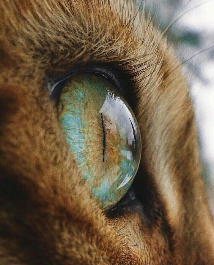 Кошачий глаз