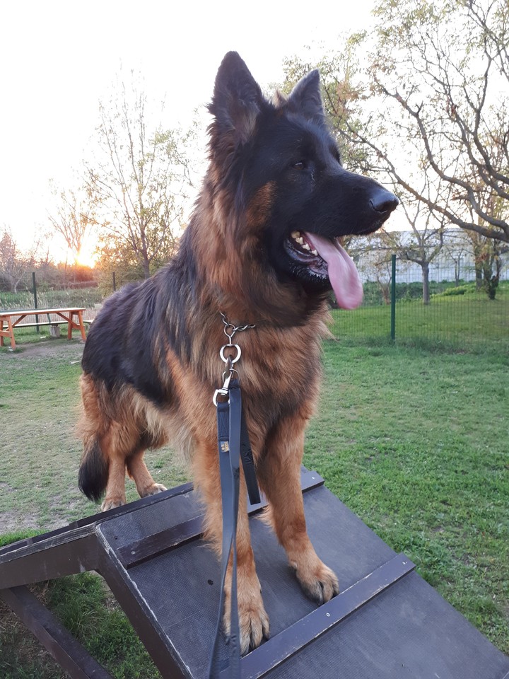 dog❤