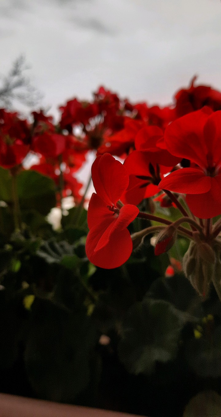red