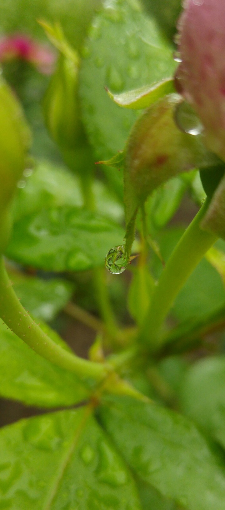 A drop of water
