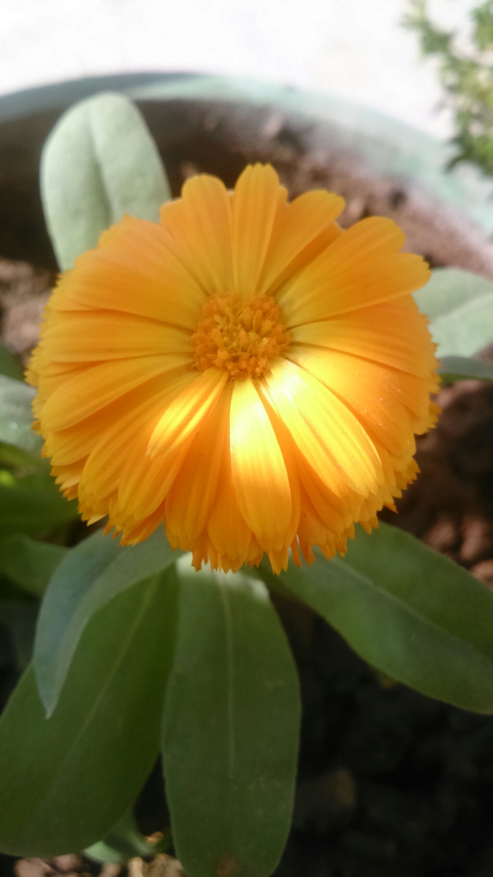 yellow love