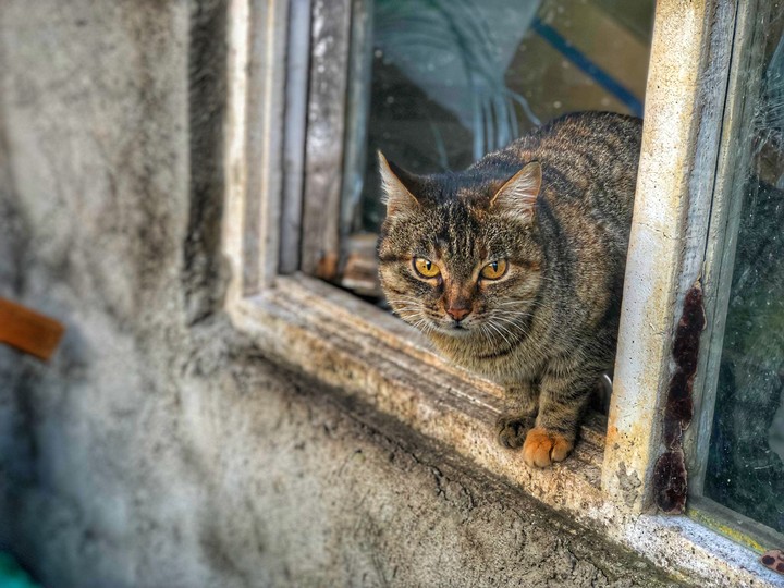 cat