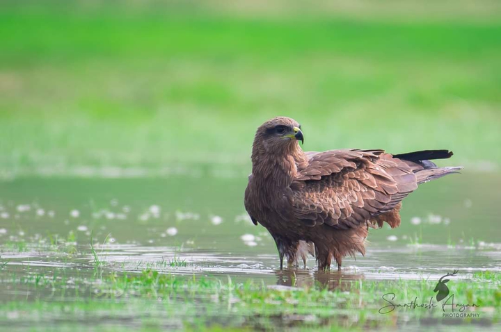 EAGLE