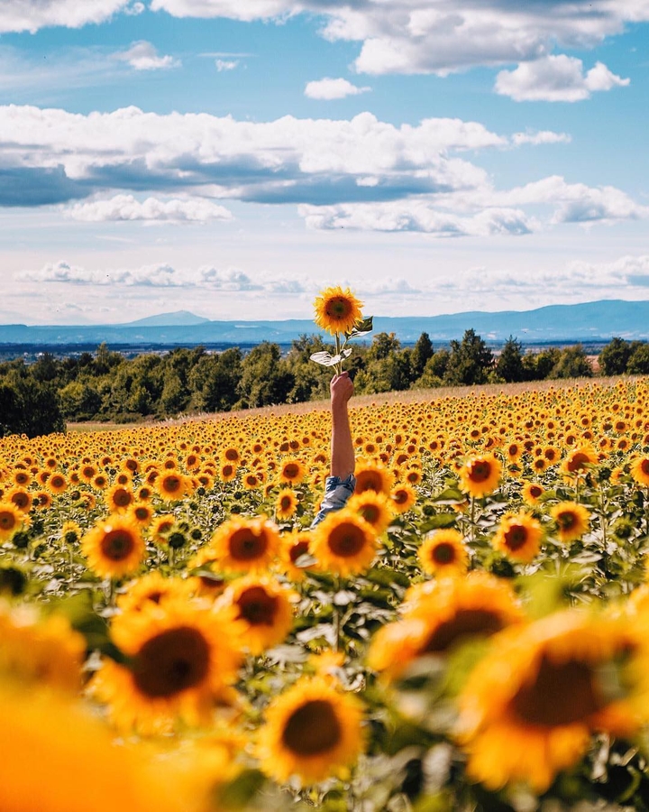Sunflowers