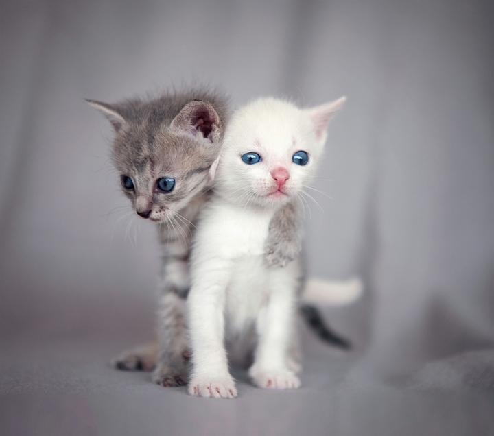 Cats
