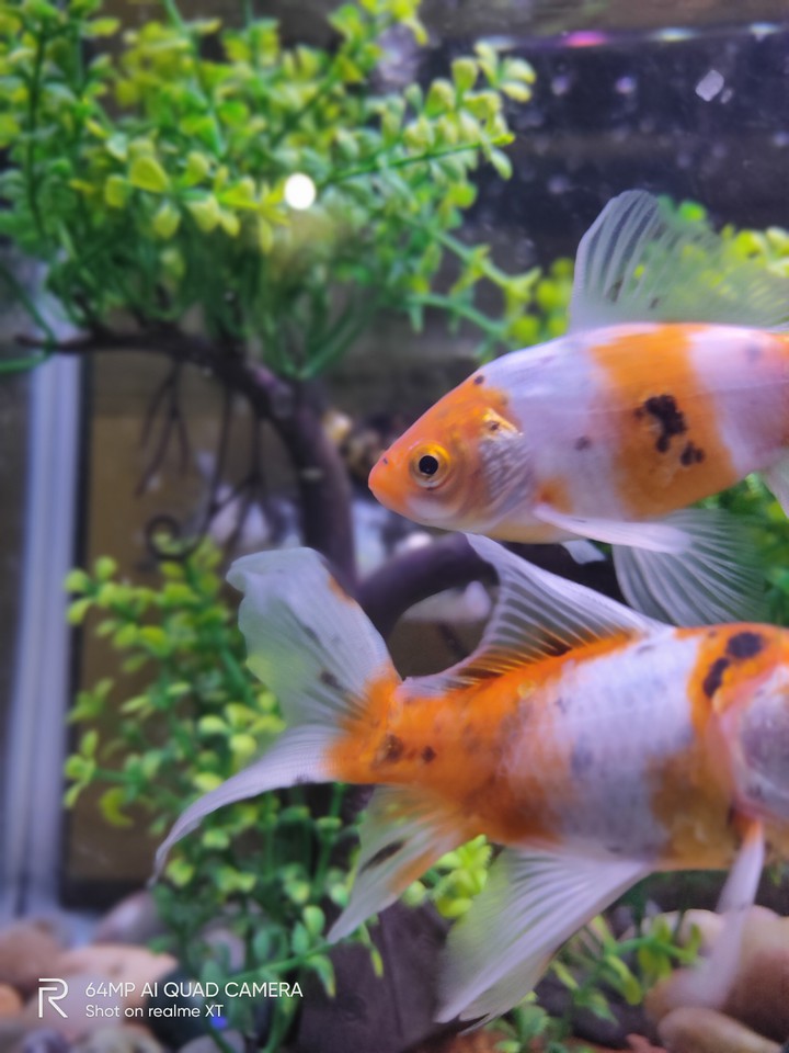 Acquirium fish