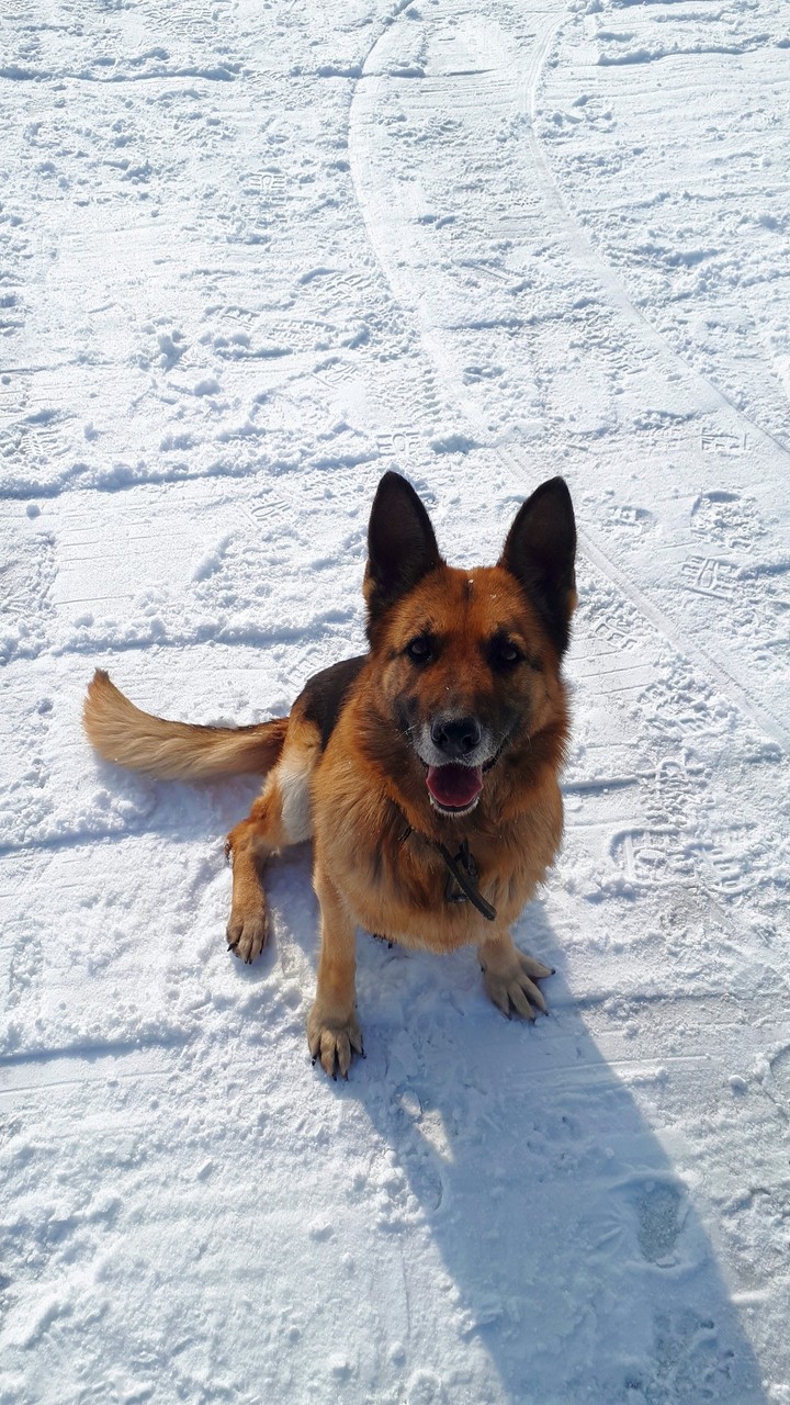 dog