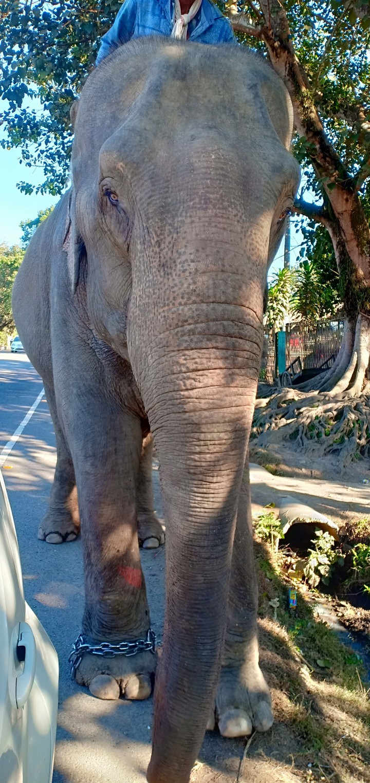 elephant