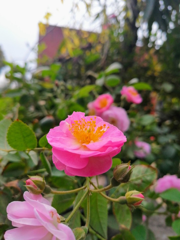 Rose