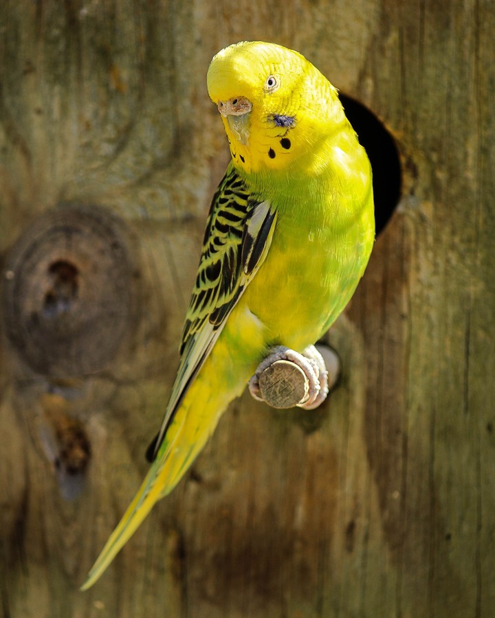 [Video Wallpaper] Birdy