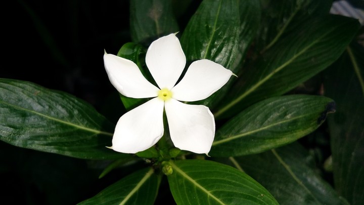 flower