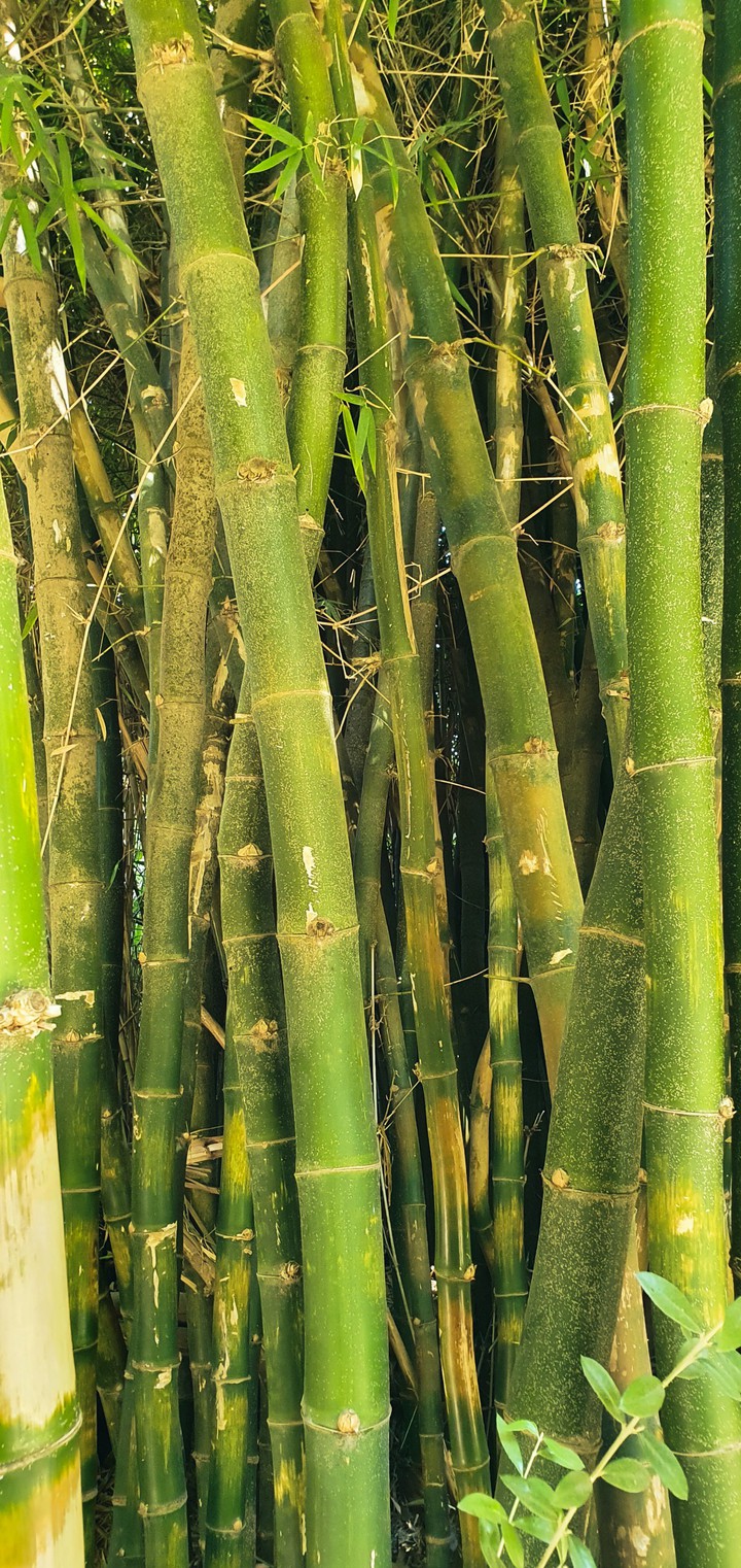 Bamboo