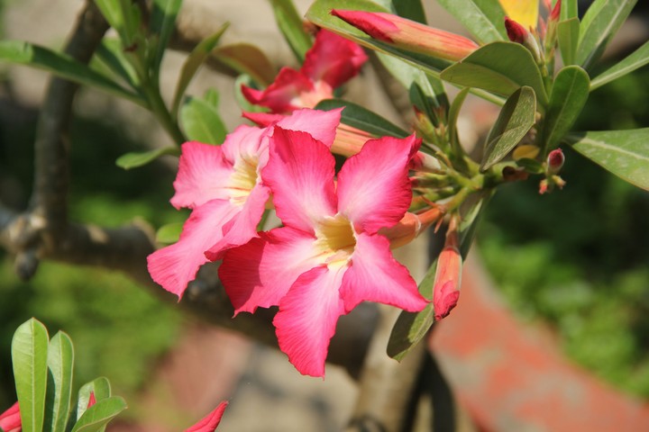 Hoa sứ đỏ 3