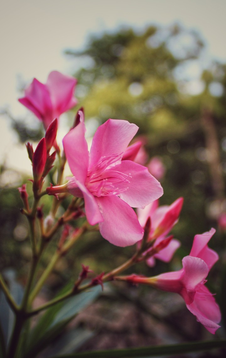 flower