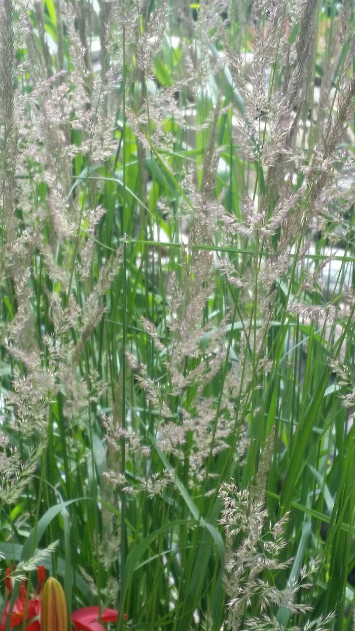 long grass